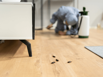 About Raccoon Removal Fort Hunt - raccoon removal experts in Fort Hunt